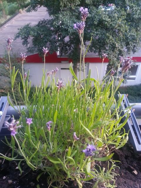 20130721_213923.jpg