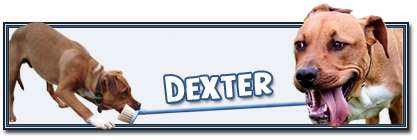 Dexter3.png
