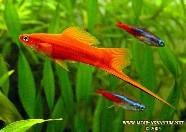 peces