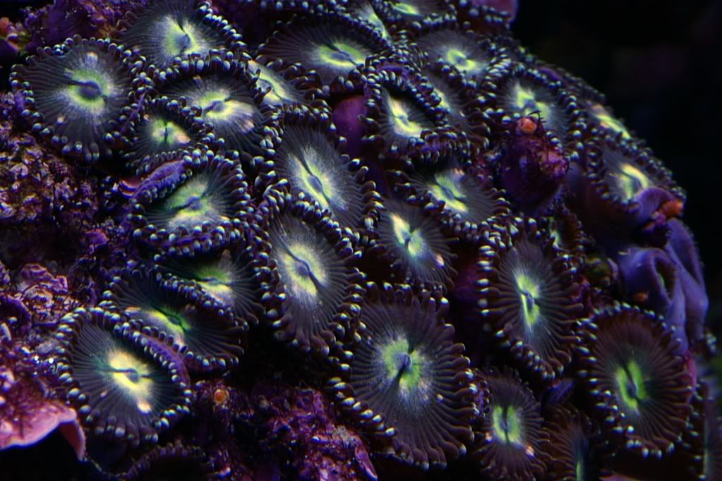 2 - name these paly's/zoa's