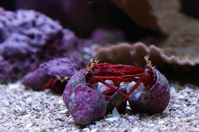 DSC00019 - Scarlet Reef Hermit