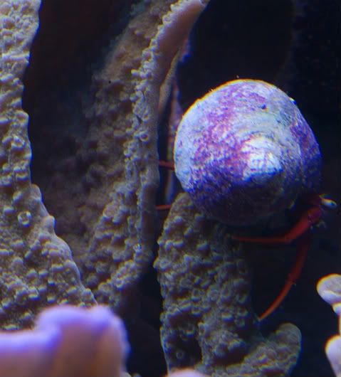 DSC07787 - Scarlet Reef Hermit