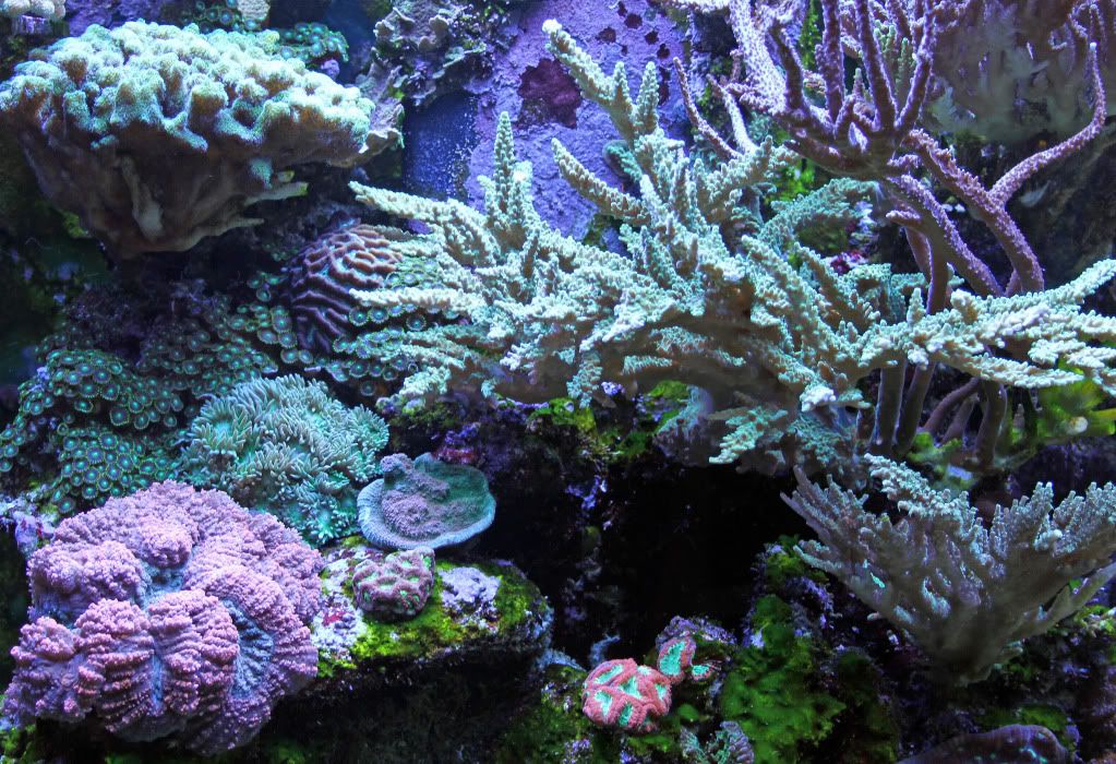 IMG 6882 - corals and frags for sale
