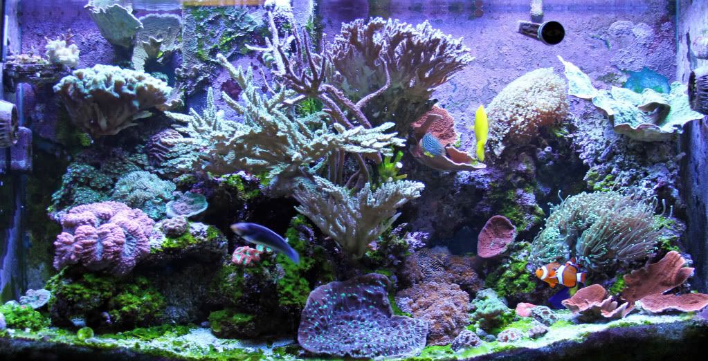 IMG 6883 - corals and frags for sale