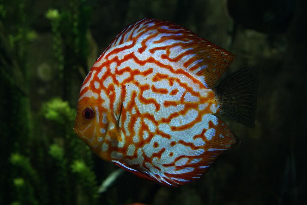 DSC04688 - Georgia Aquarium