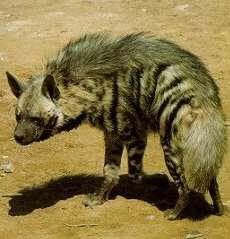 Striped Hyena Face