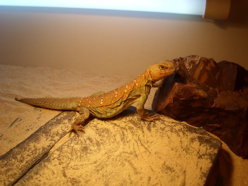 Uromastyx... which type of bird seed Reptile Forums