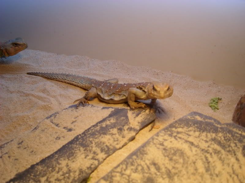 Uromastyx... which type of bird seed Reptile Forums