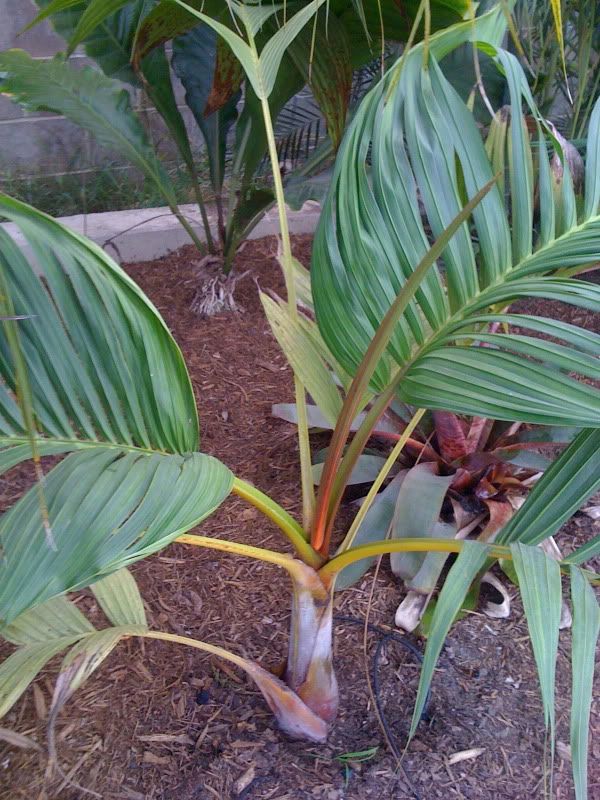 palmtalk home watch