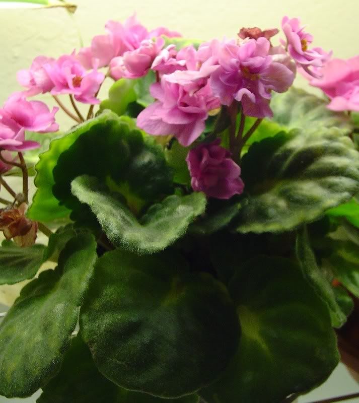 African Violet | A Veggie Garden