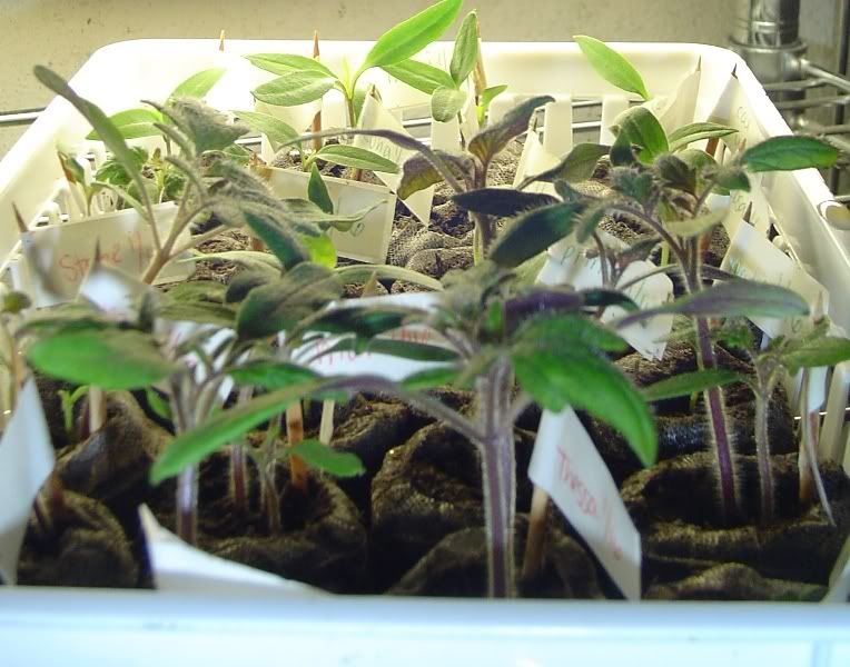 Tomatoespeppersandeggplants30days