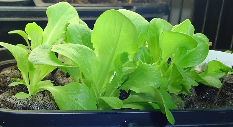 Bibbbuttercrunchlettuce02-15-09