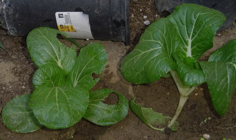 watermelon plant leaves. They look like watermelon in