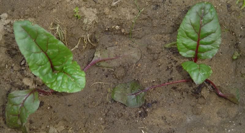 Growing Swiss Chard: the Colorful Spinach Substitute | A Veggie Garden