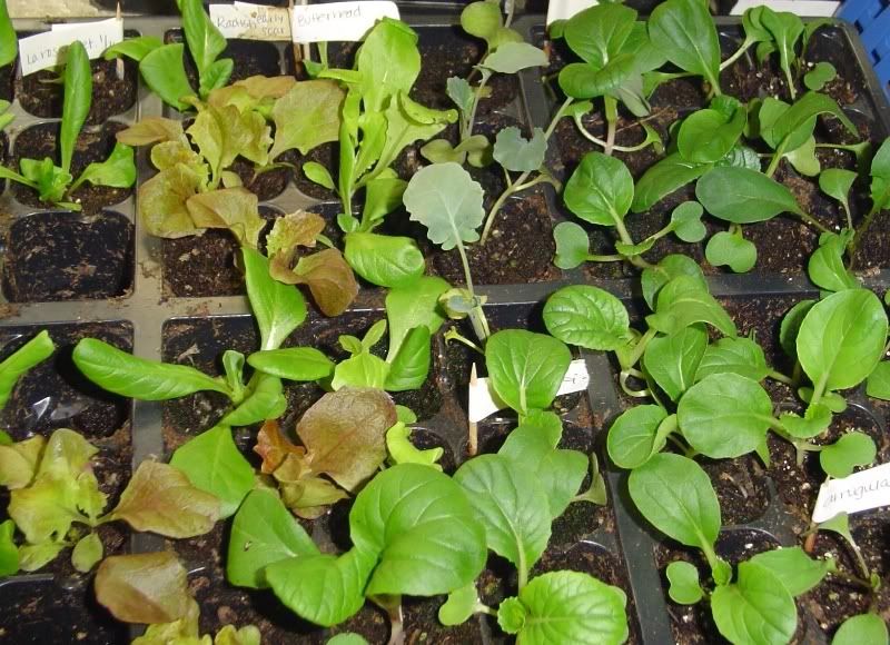 buttheradandmorebokchoiseedlings30days