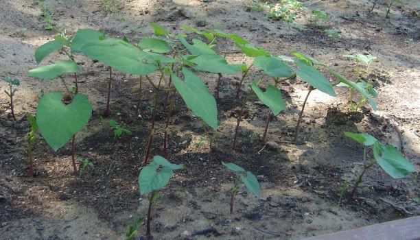 Bean Seedlings 21 days