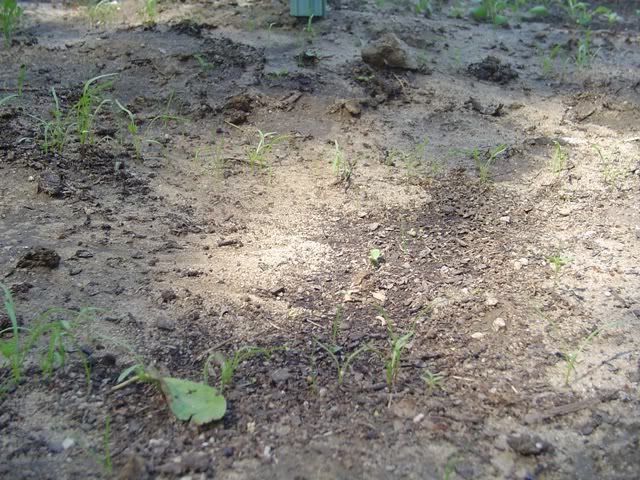 Carrots