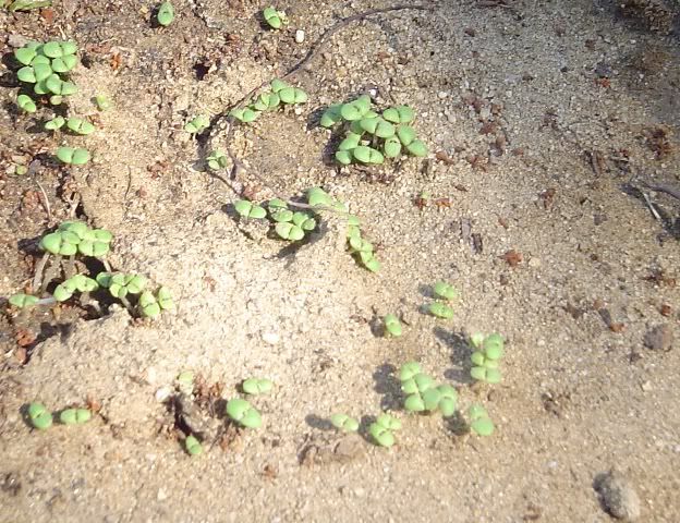 Basil 21 days