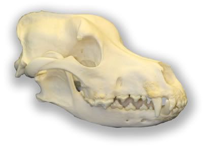 Kuvahaun tulos haulle siperianhusky skull