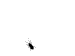 ANT.gif