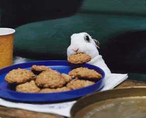 BunnyStealingCookieSmaller.gif