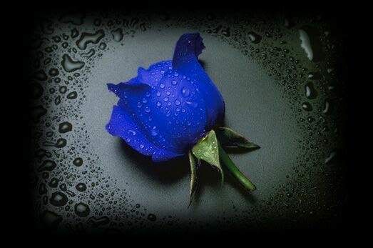 Beauty Flower of Blue Rose