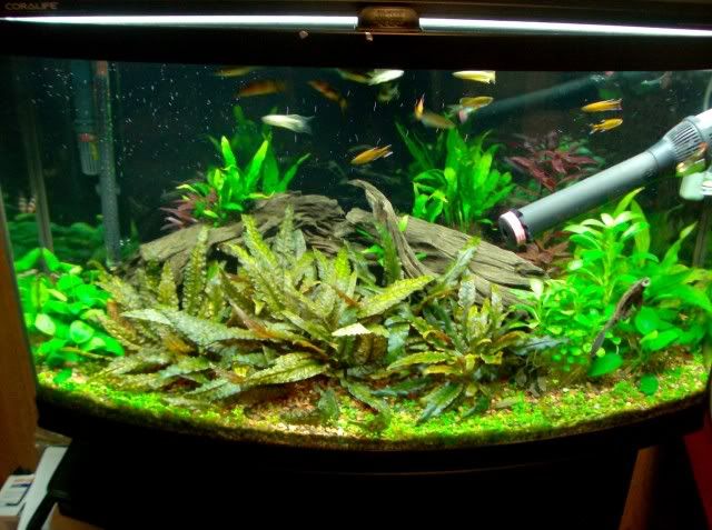 aquarium plant setup