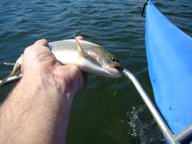 [Image: fishtrack007.jpg]
