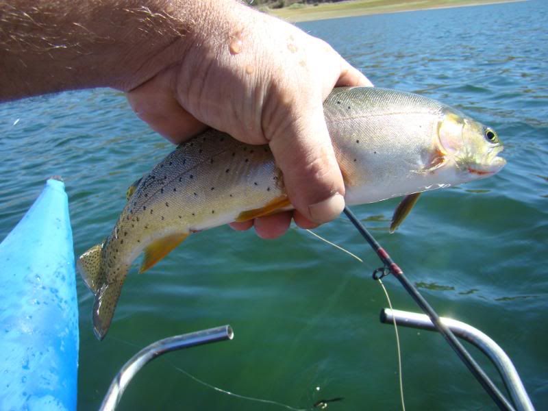 [Image: fishtrack011.jpg]