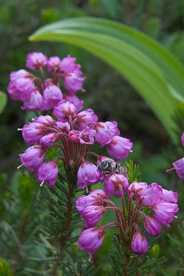 mountian heather