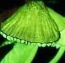 Louisiana Mushrooms Avatar