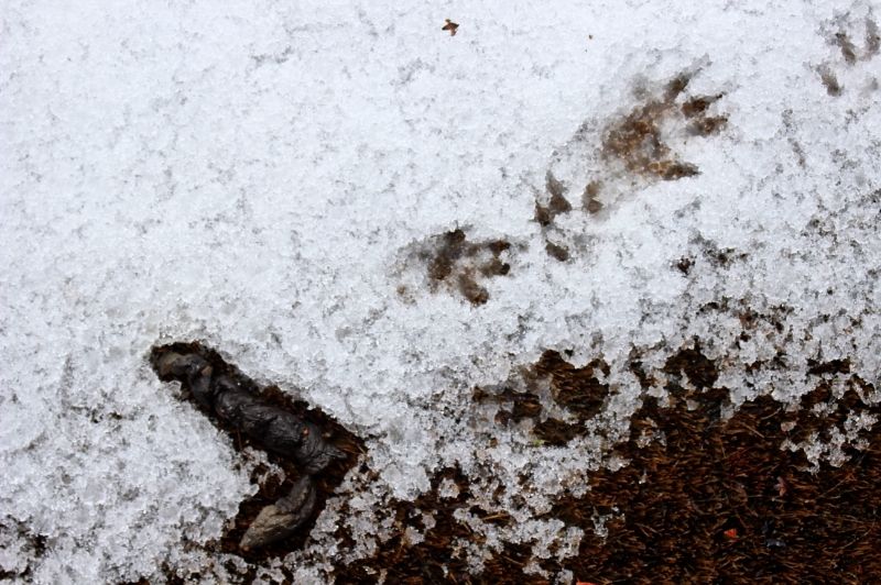 "le cadeau du punk squirrel" ©E.5131