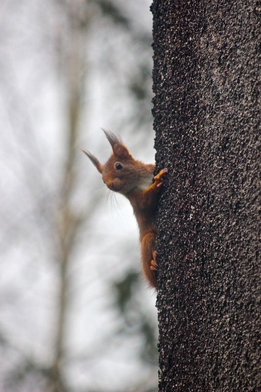 "coucou !" ©E.5131