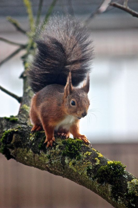 "coucou ! " ©E.5131