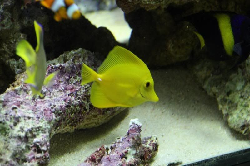 yellowtang.jpg