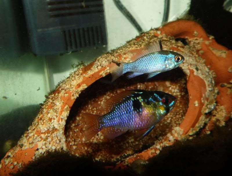 apistomachoyramirezihembra_29122013_01_zpsb48dd1e4.jpg