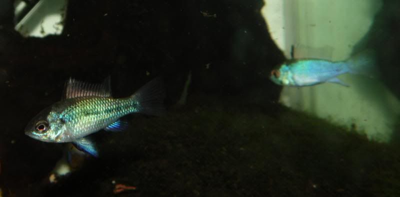 apistos29122013_3_zps22ea1a72.jpg