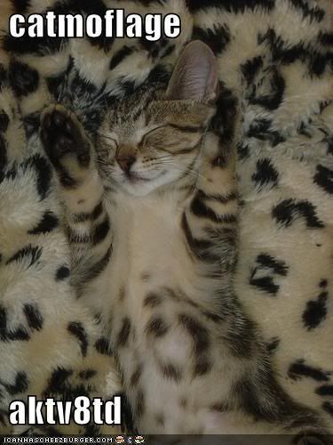 funny-pictures-cat-camoflauged-fur-.jpg
