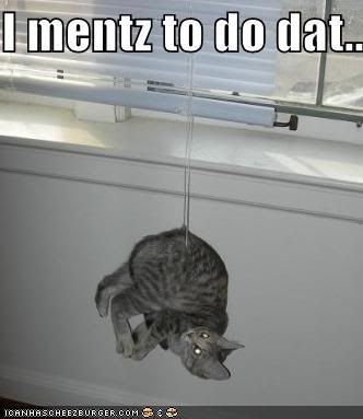funny-pictures-cat-hangs-by-blinds-.jpg