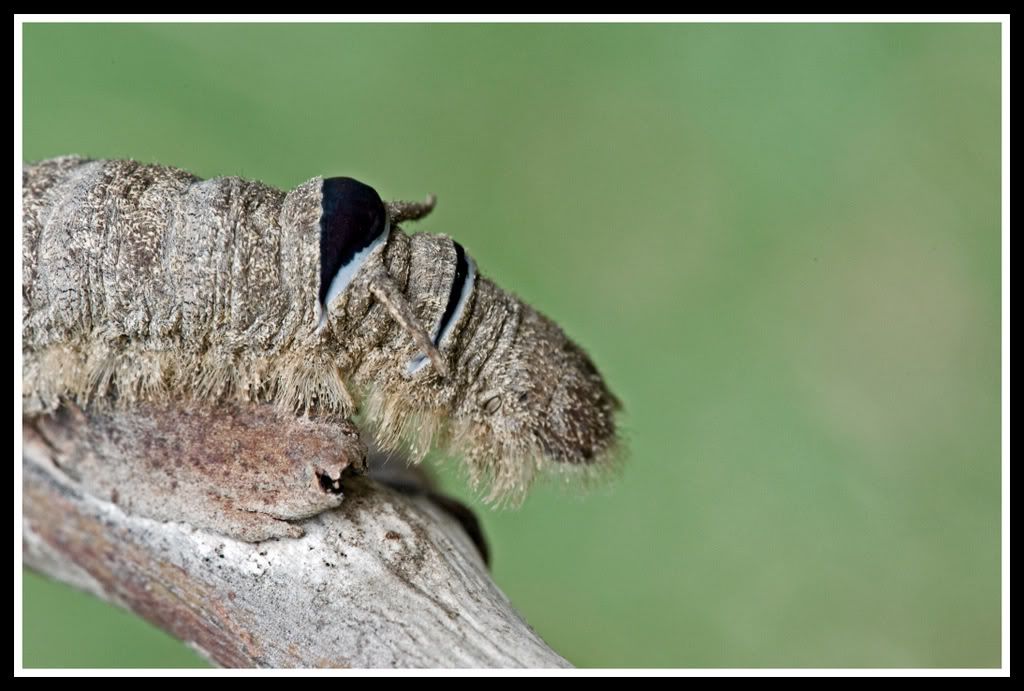 Gum Snout Moth ( Caterpillar )