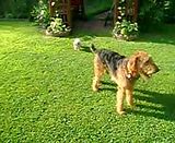 airedale poodle
