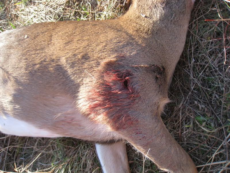 DeerSeason2011030.jpg