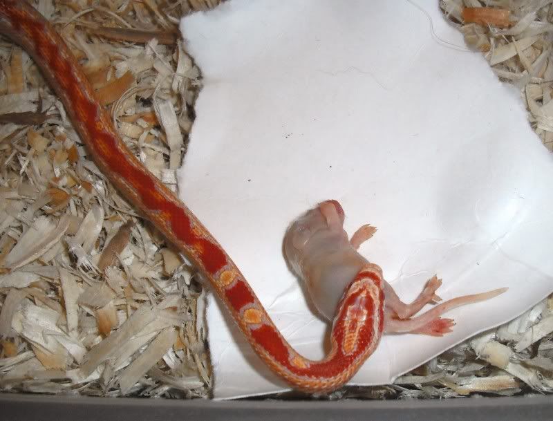 DSCF4587.jpg