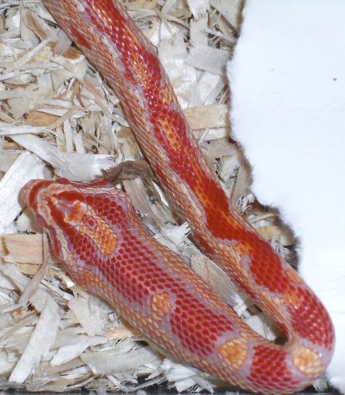 DSCF4642.jpg