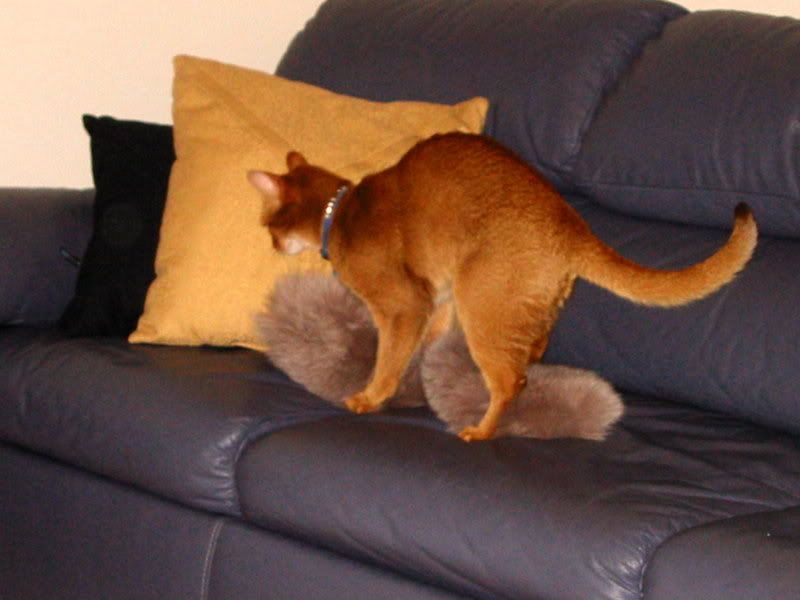How do cats have intercourse