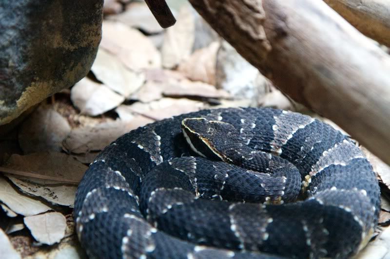 IMAGE: http://i131.photobucket.com/albums/p302/s1uma1/Animals/2010-01-04at11-41-51.jpg