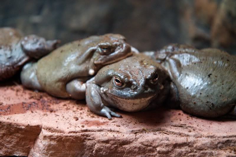 IMAGE: http://i131.photobucket.com/albums/p302/s1uma1/Animals/2010-01-04at11-43-01.jpg