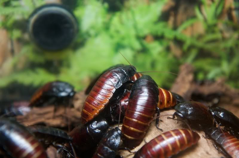 IMAGE: http://i131.photobucket.com/albums/p302/s1uma1/Animals/2010-01-04at11-44-22.jpg