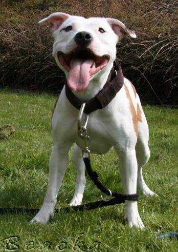 [img width=348 height=491]http://i131.photobucket.com/albums/p303/Dietsland/2008%20AprMeiJun/1104003.jpg[/img]