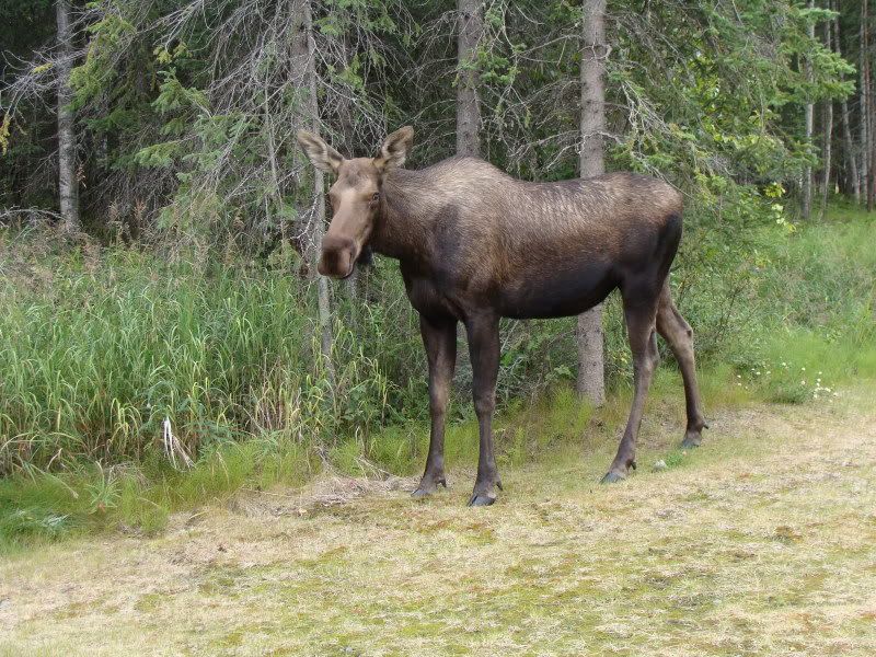 Big Ole Moose